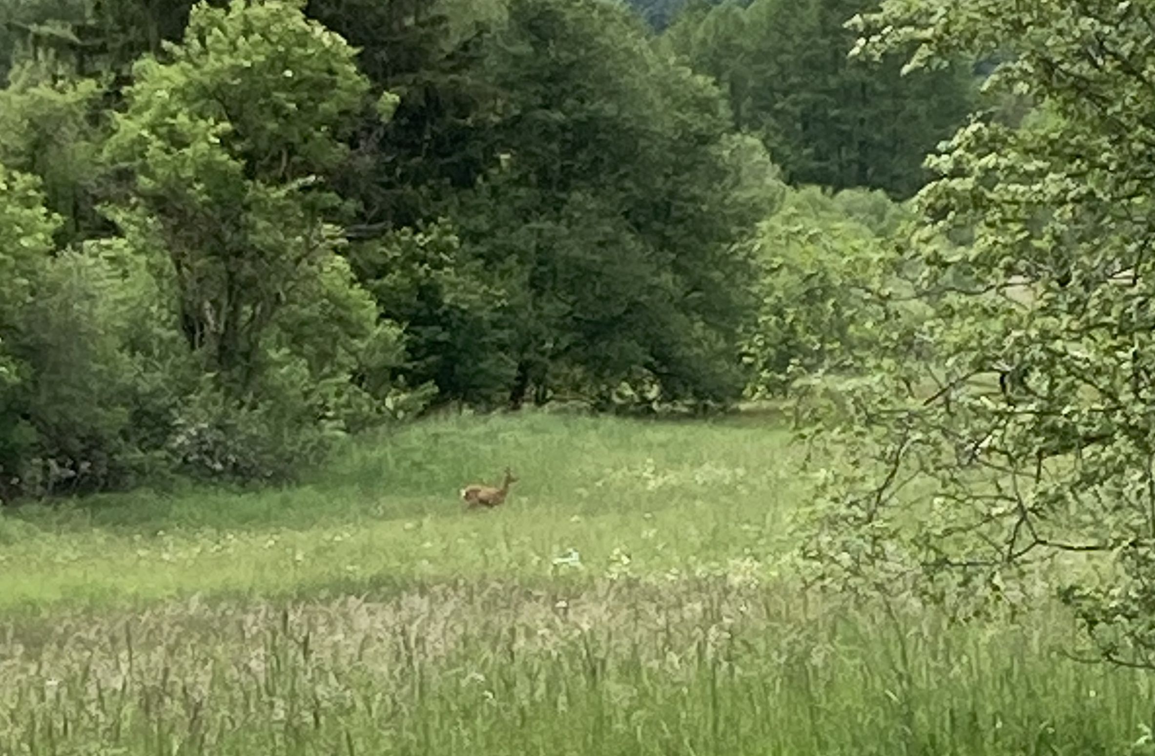 Wild im Aubachfeld Foto BN OG Weßling Wild im Aubachfeld