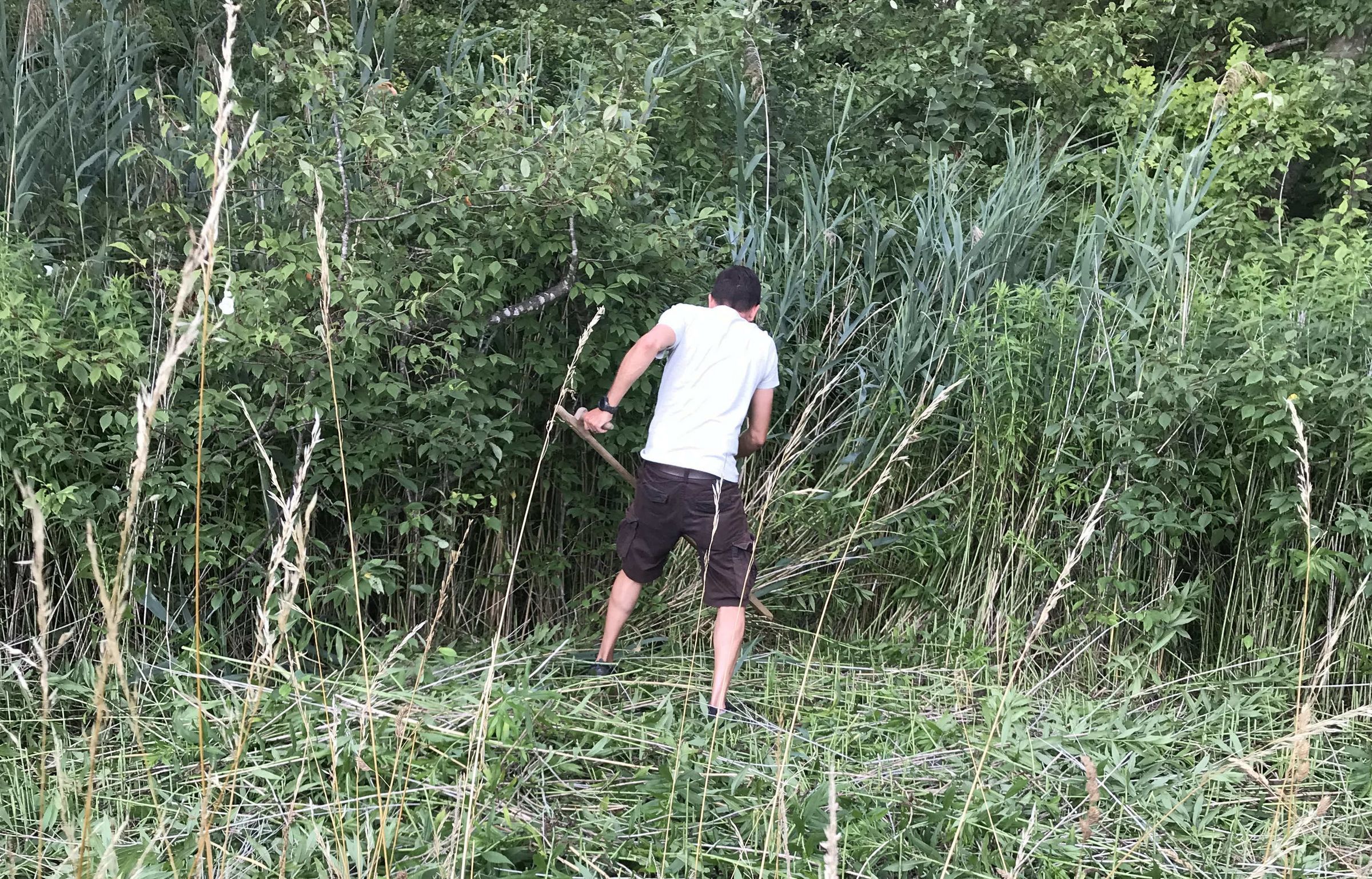 Foto BN OG Weßling Goldrute