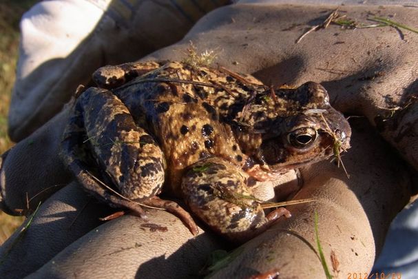 Kröte Kröte auf der behandschuhten Hand eines Amphibienretters©OG Wessling