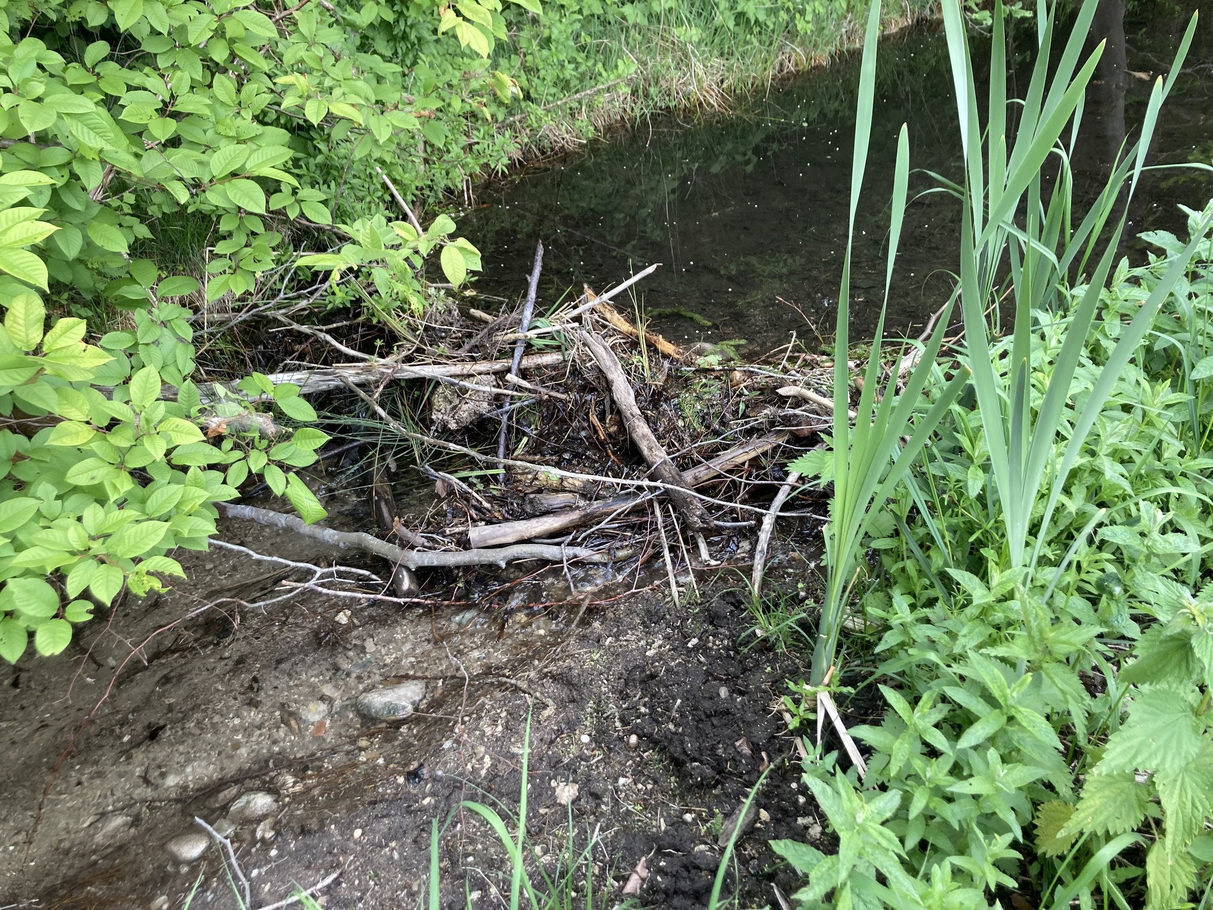 Biberdamm am Graben mit aufgestauteem Wasser Biber
