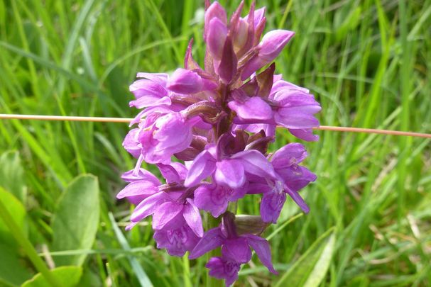 Knabenkraut im Aubachfeld Knabenkraut im Aubachfeld©OG Wessling