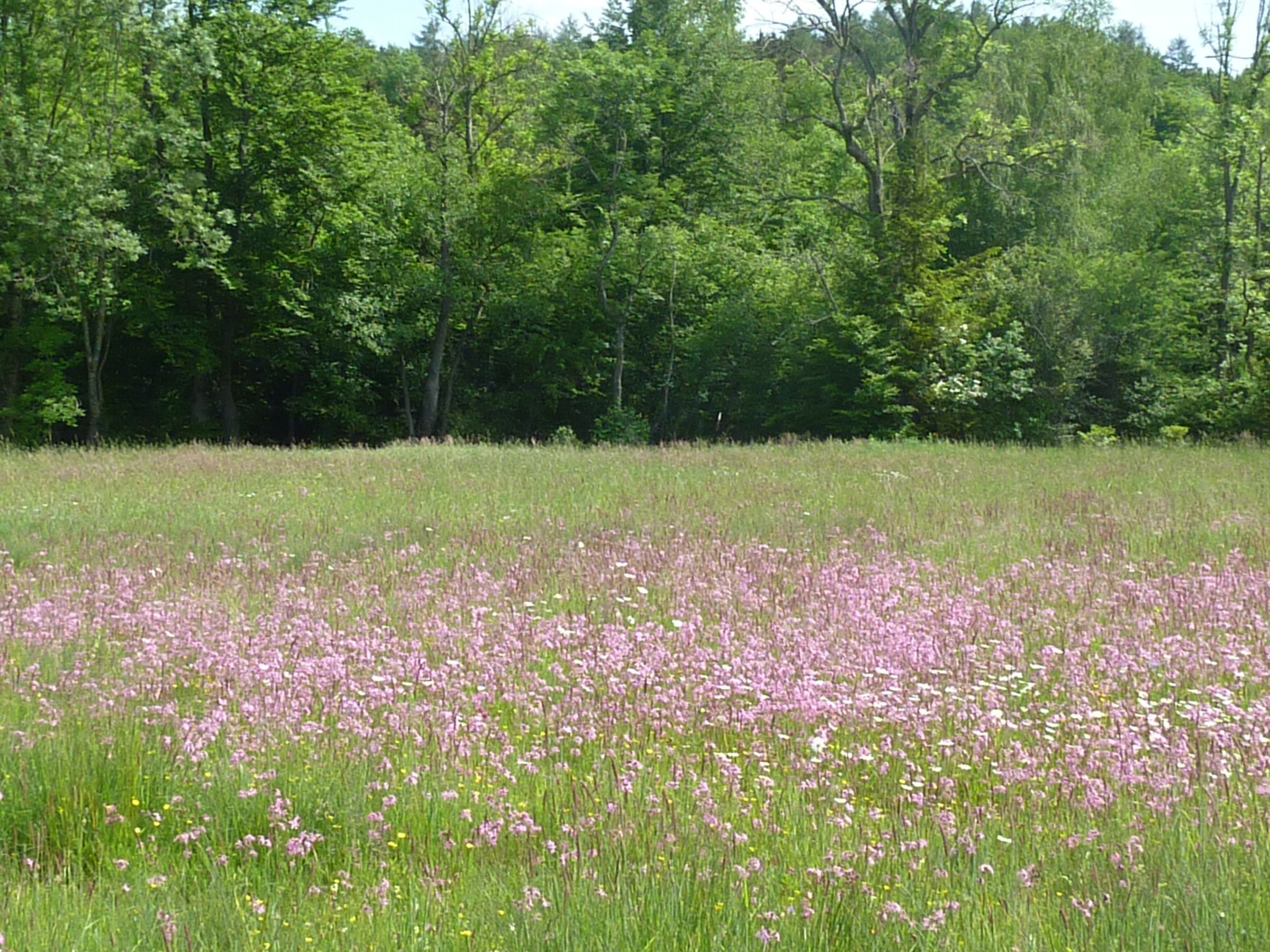 Aubachwiese in Blüte Aubachwiese in Blüte