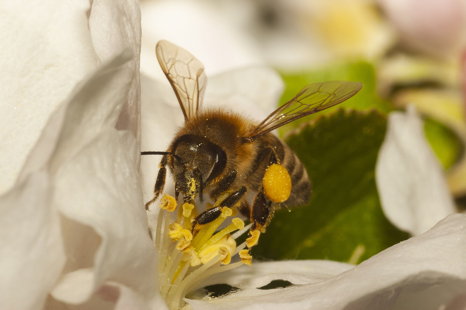 Apis mellifera