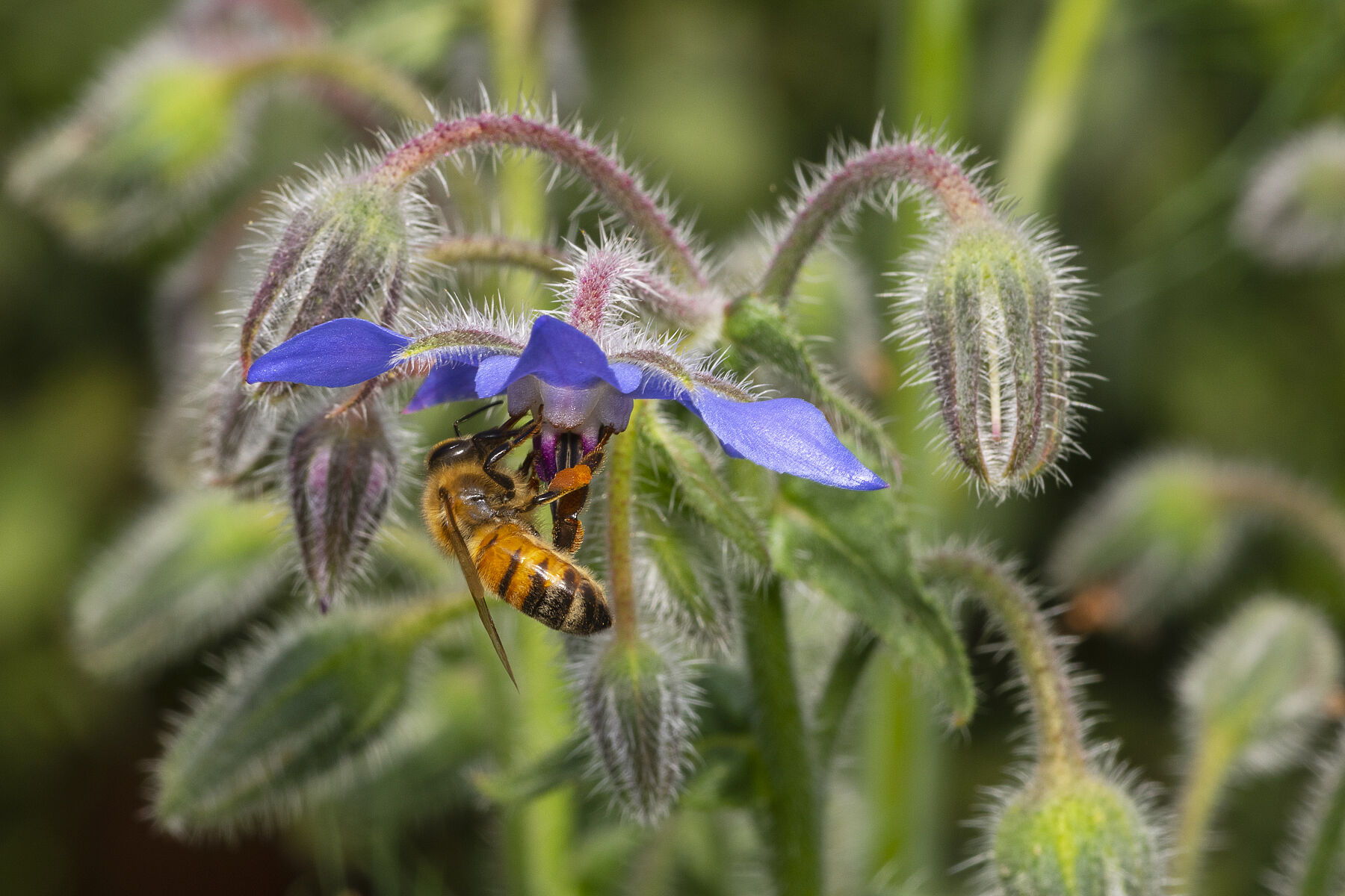 Apis mellifera ligustica