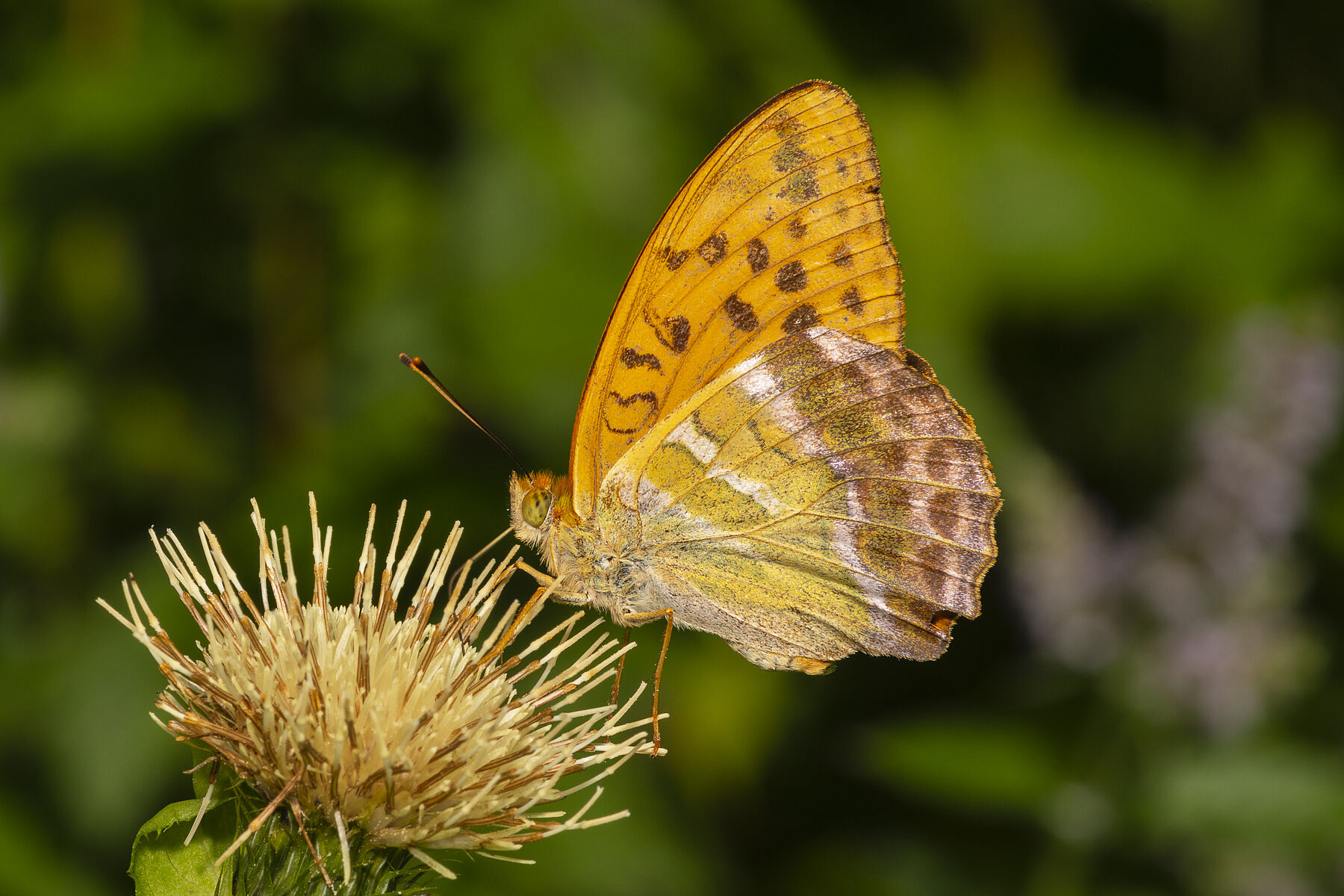 Argynnis paphia
