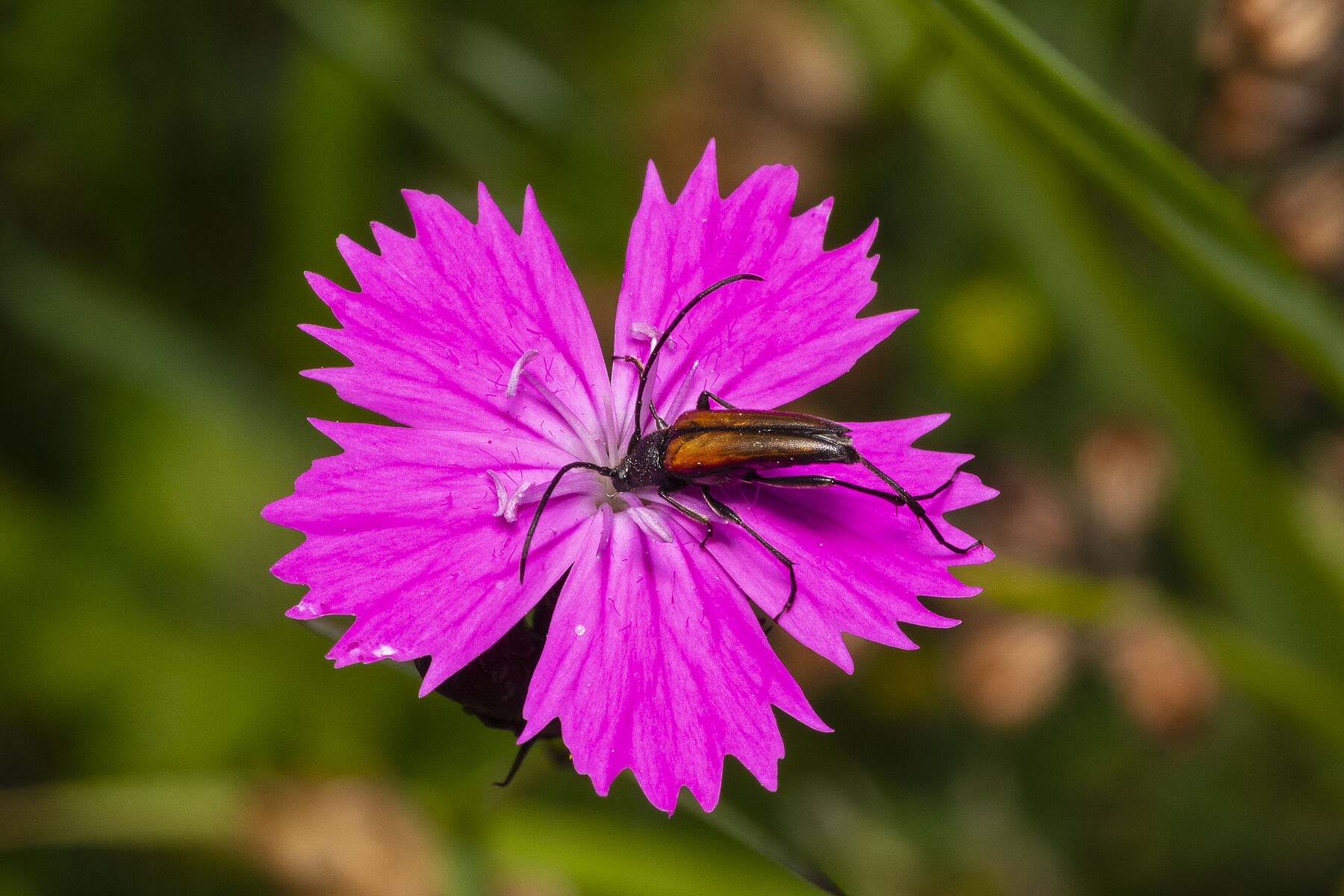 Dianthus carthusianorum