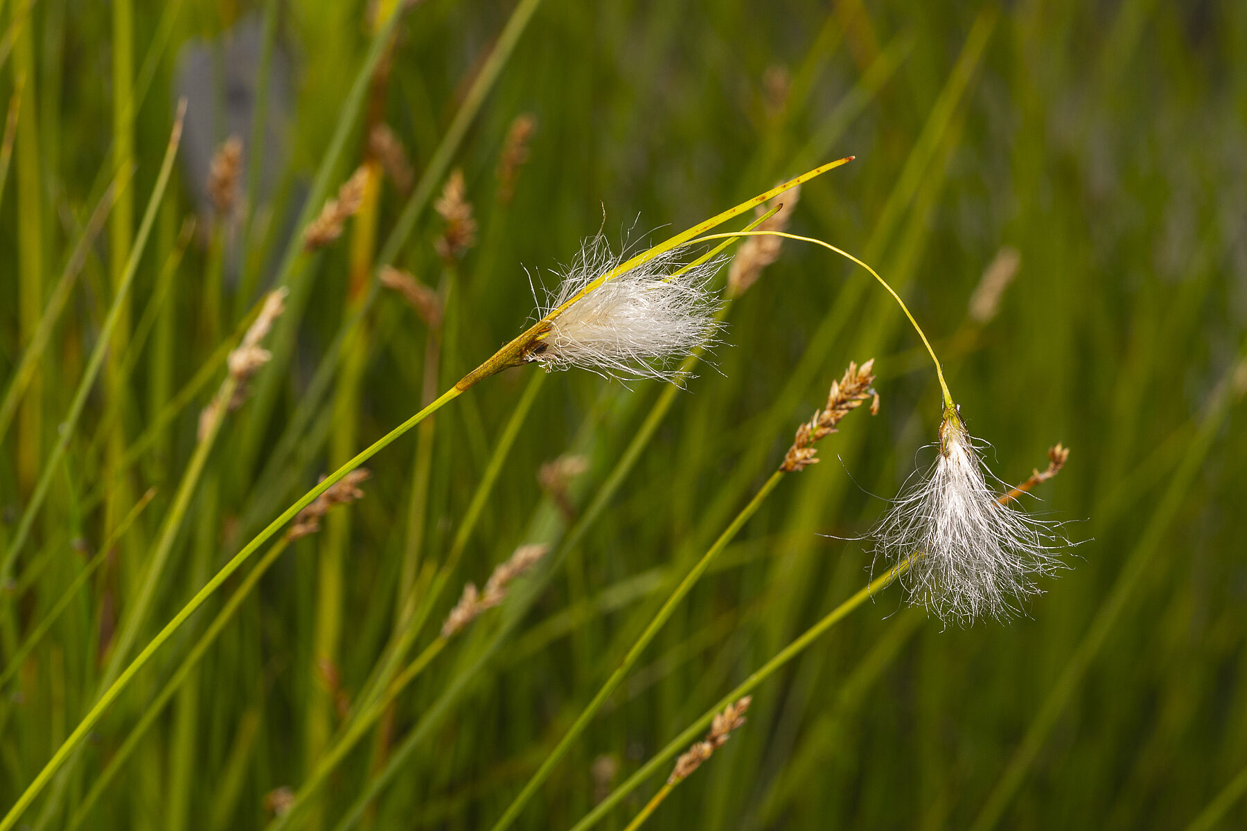 Eriophorum sp.