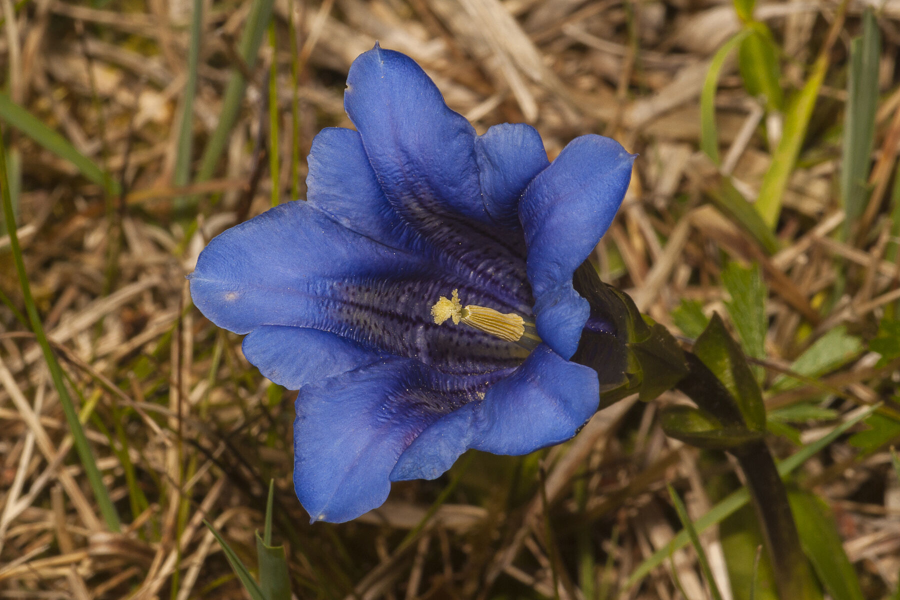 Gentiana clusii