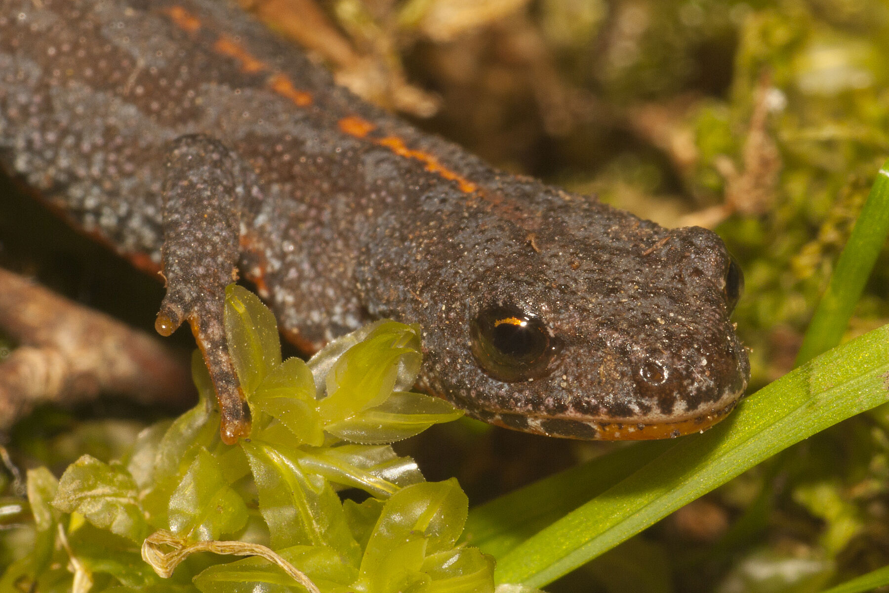 Ichthyosaura alpestris