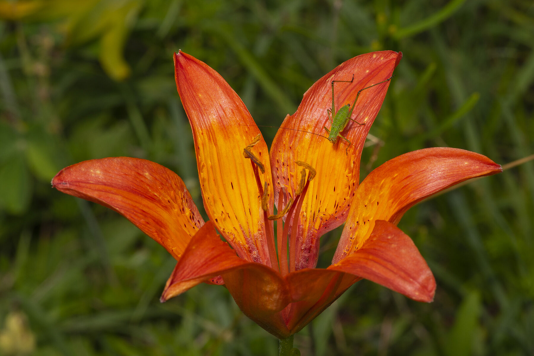 Lilium bulbiferum