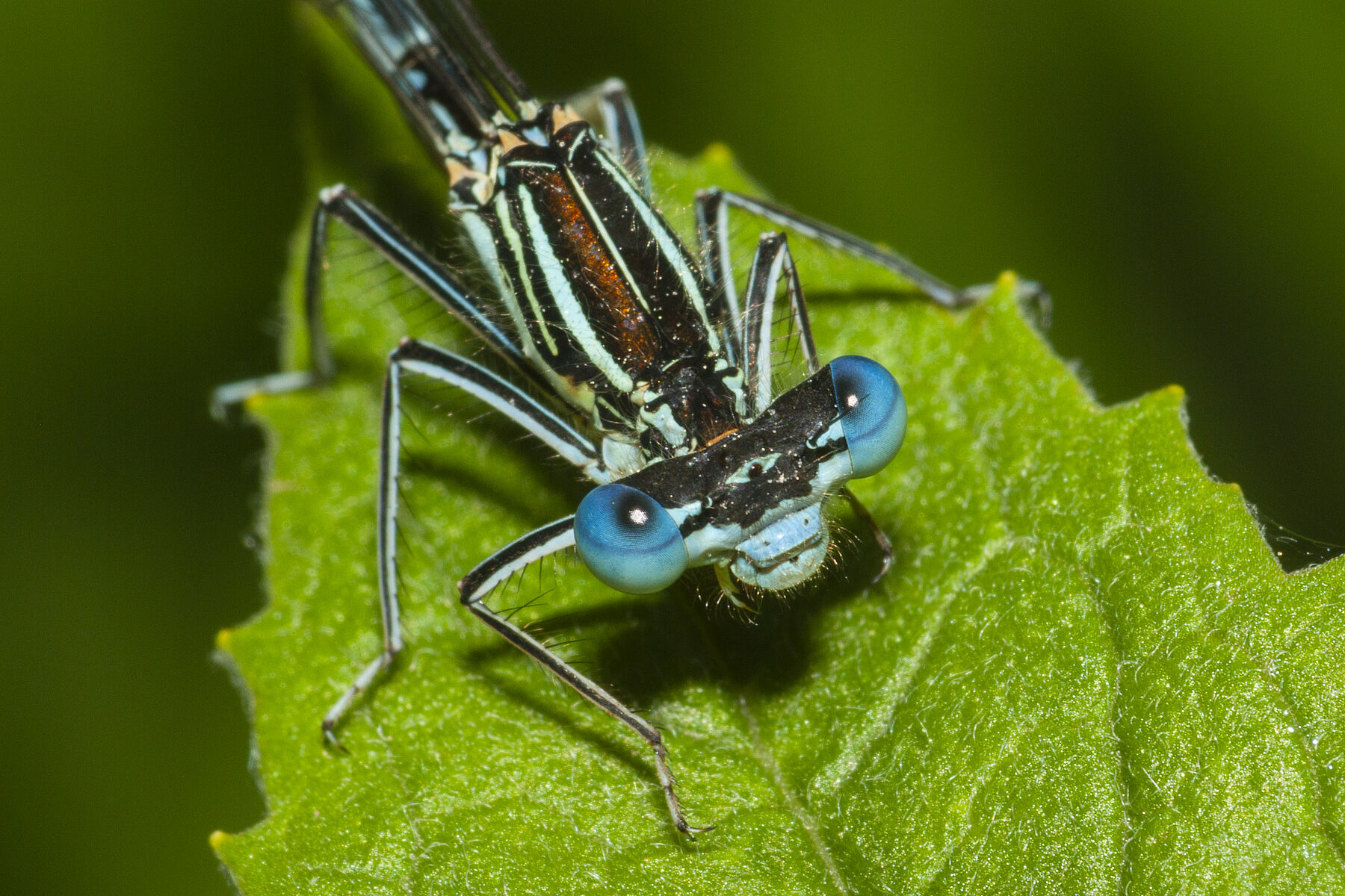 Platycnemis pennipes
