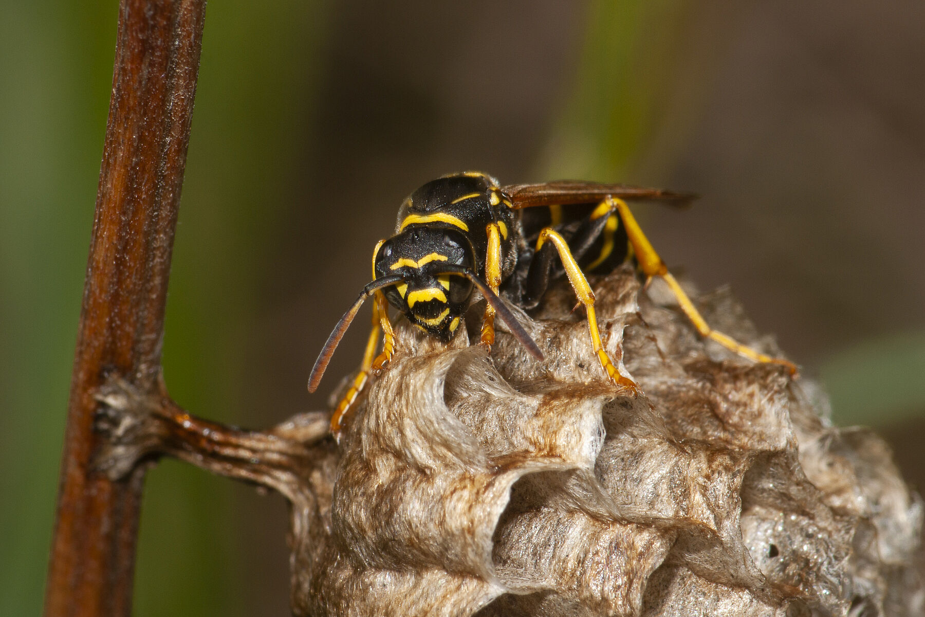 Polistes bischoffi