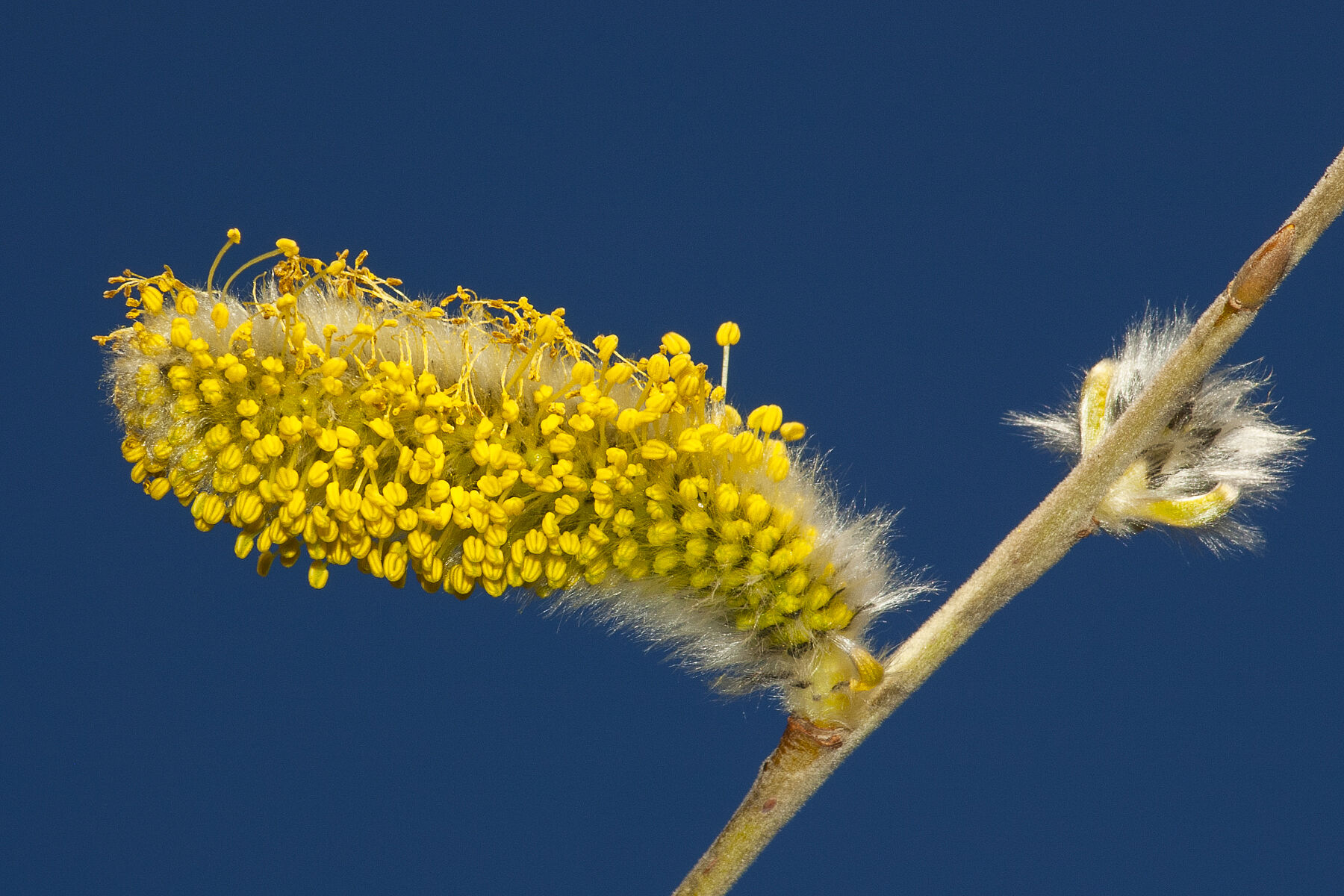 Salix caprea