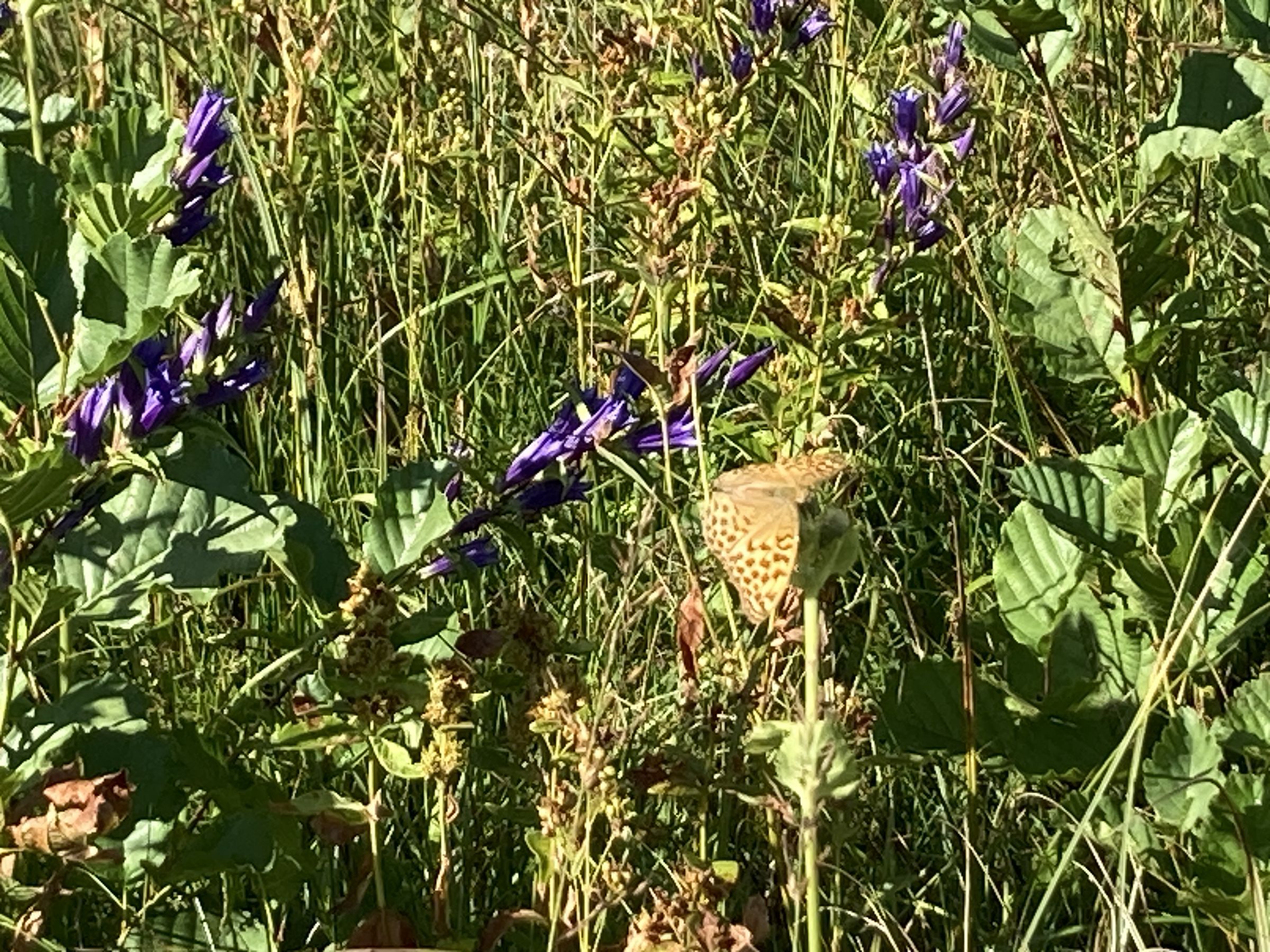 Foto BN OG Weßling Schmetterling auf Blüten des Schwalbenwurz-Enzian
