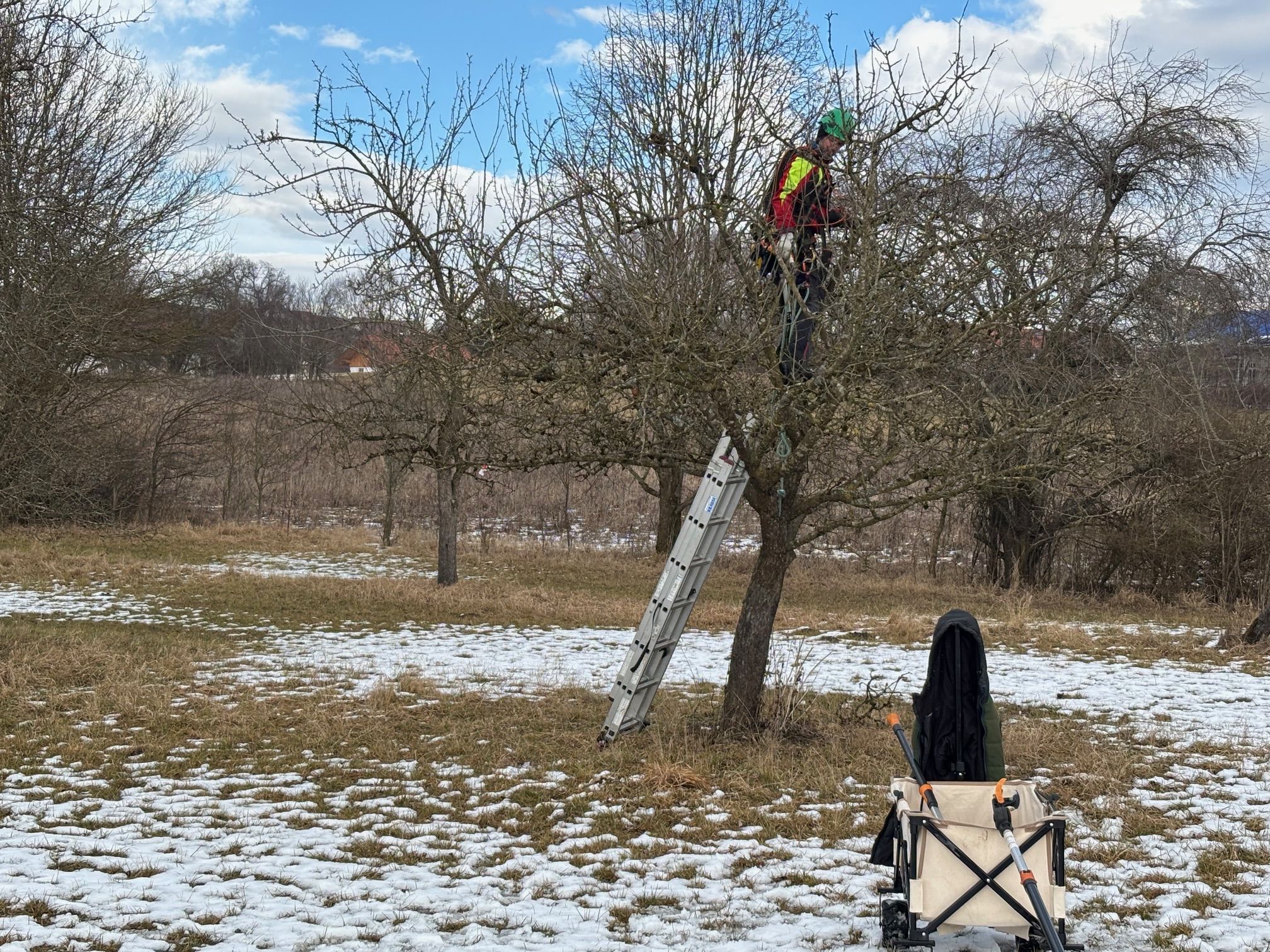 Krone auslichten Baumschnitt an Obstbaum