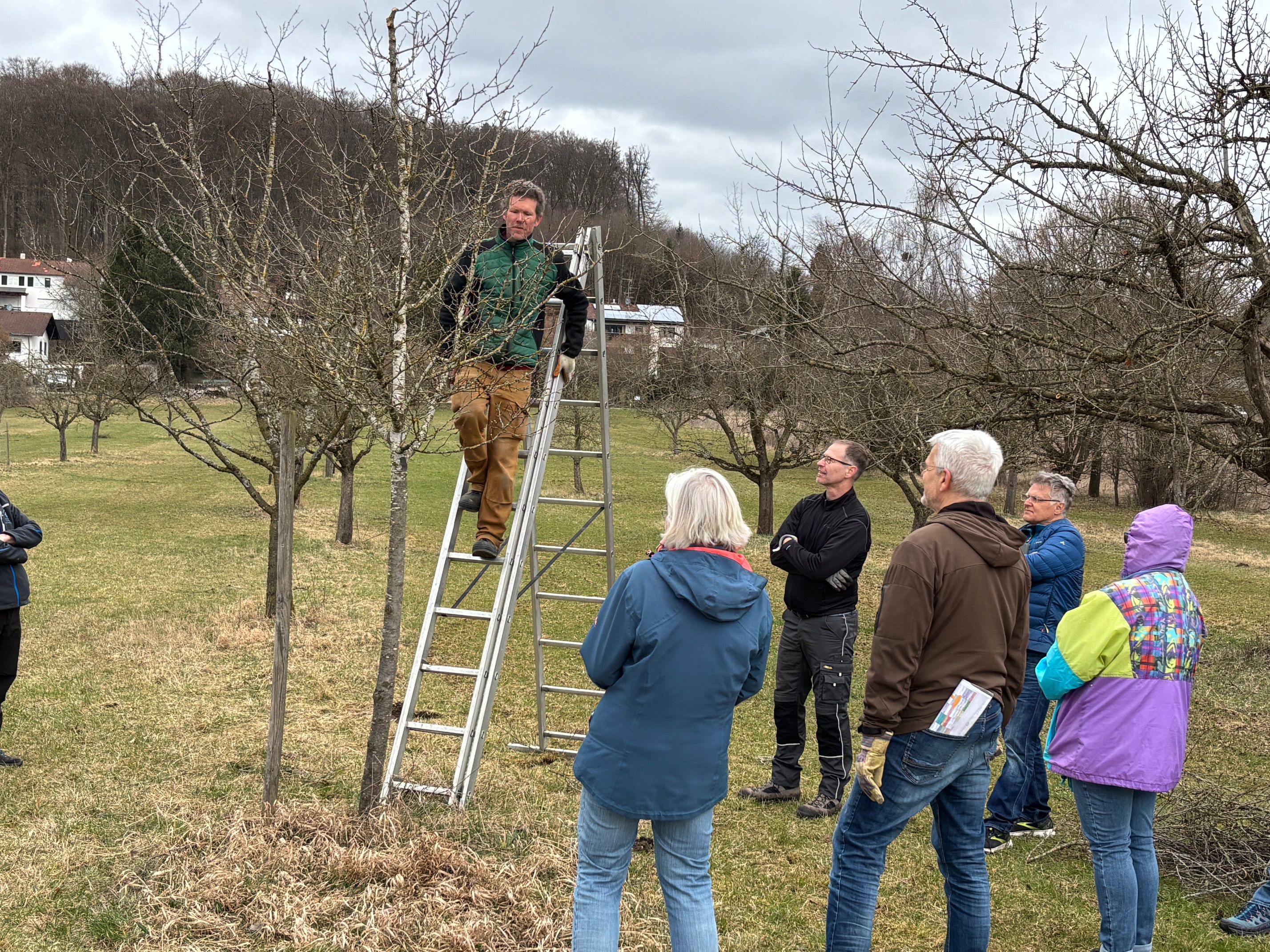 Wo ansetzen beim Schnitt? Menschen stehen um einen Obstbaum und überlegen den Schnitt