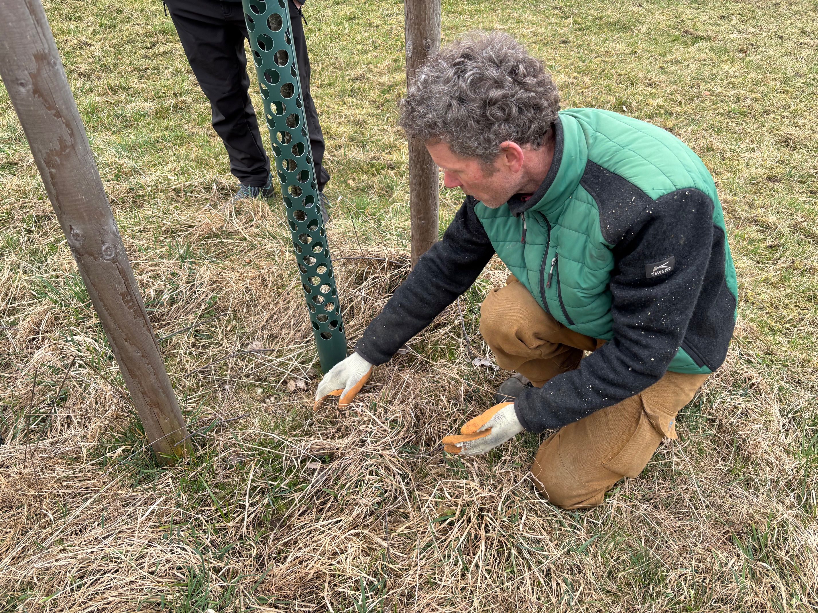 Grassoden entfernen aus der Baumscheibe Gärtner demonstriert wo Gras entfernt werden soll unter Baum