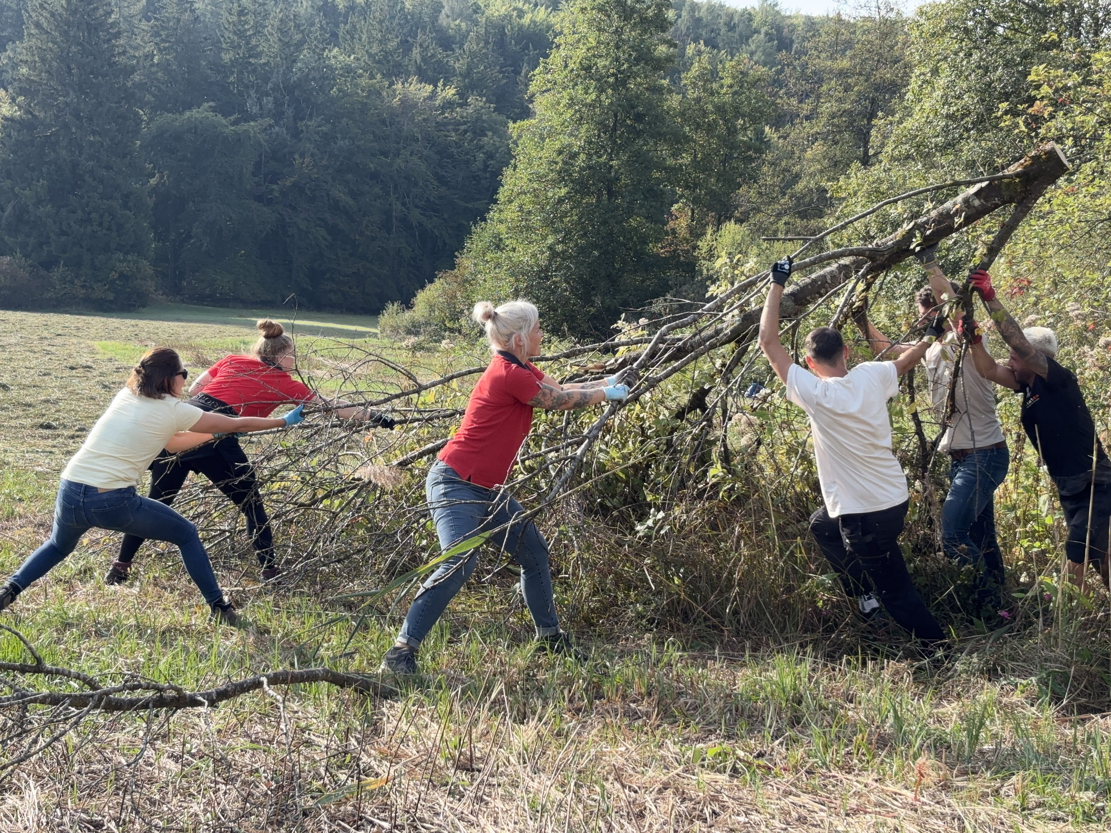 Sechs Menschen ziehen an einem Baum