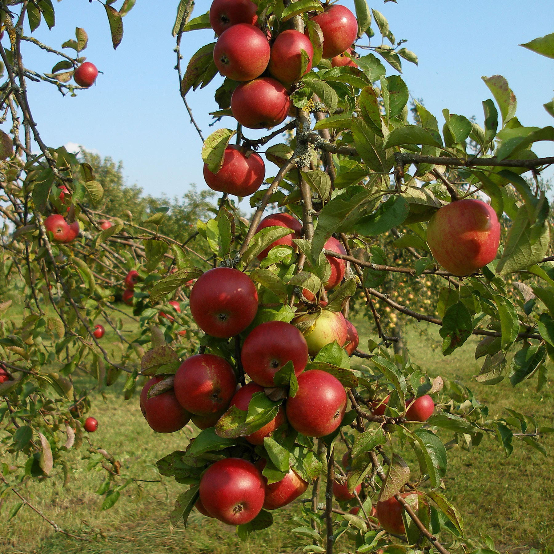 alte Apfelsorten auf der Streuobstwiese Alte Apfelsorten auf der Streuobstwiese©Walter Follner