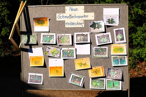 Schmetterlingsgalerie. Foto_Sonja Gaja
